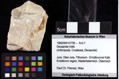 Foto (Objket + Etiketten) von Decapoda indet. 